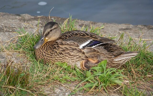 Sådan knækker du koden: 10 tips til at løse selv de sværeste krydsord