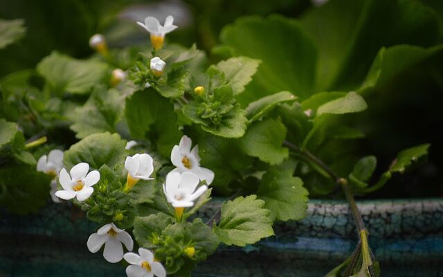 Fra glemsel til klarhed: Bacopa plantens potentiale for ældre