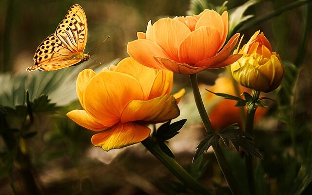 Stokroser som bi-venlige blomster: Sådan tiltrækker du bier til din have